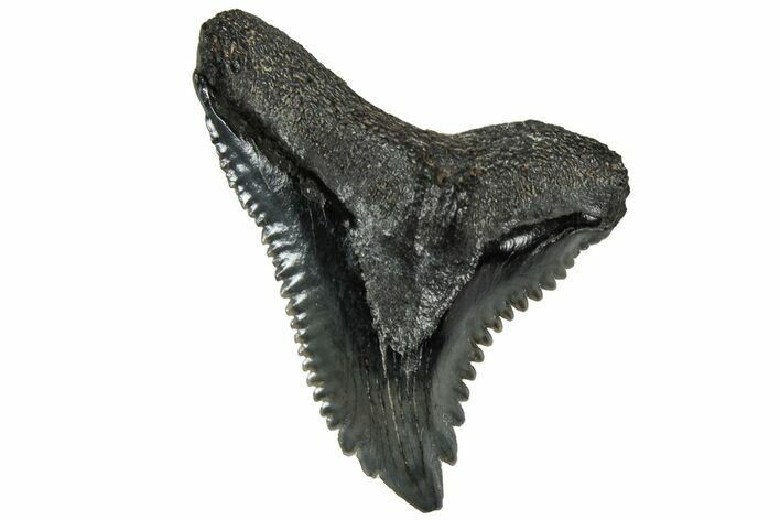 Snaggletooth Shark (Hemipristis) Tooth - South Carolina #313593